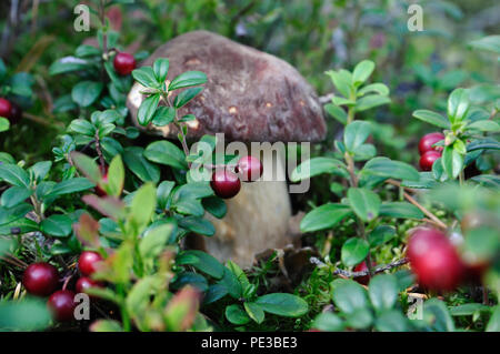 Eine cep (porcino, Boletus edulis lat.) wächst unter Preiselbeeren, Puumala, Finnland Stockfoto