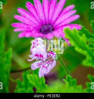 Zwei Lila Blume auf einem Garten Stockfoto