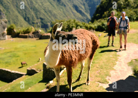 Touristen treffen das Lama in Machu Picchu. Cusco Region, Peru. Jun 2018 Stockfoto