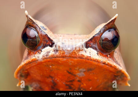Megophrys nasuta männlich. Spitzzange horned Frog auch als malaiische Horned frog bekannt. Stockfoto