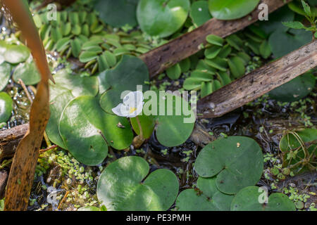 Schwimmende Blätter und Blüten von frogbit Hydrocharis morsus-ranae Stockfoto