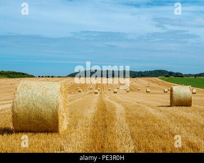 Ballen bereit für die Sammlung in einem Feld in Norfolk. Stockfoto