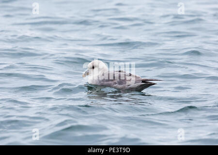 Natürliche nördlichen arktischen Eissturmvogel (Fulmarus glacialis) Schwimmen Stockfoto