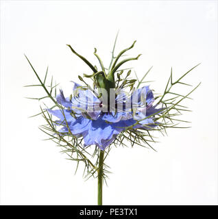 Schwarzkuemmel, Echter, Nigella sativa, Heilpflanze, Stockfoto