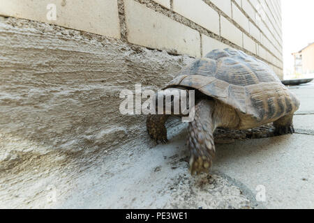 Low Angle View von Schildkröte zu Fuß auf der Straße Stockfoto