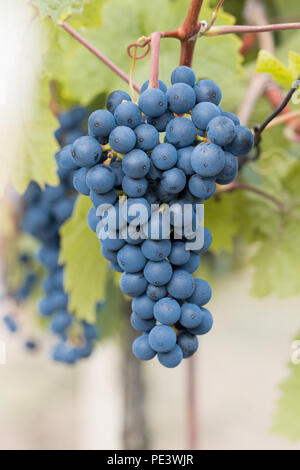 Bündel von blauen Trauben im Weinberg Stockfoto