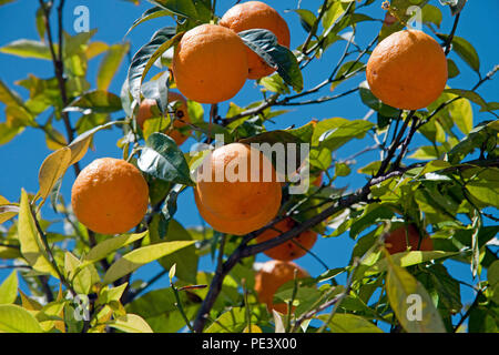 Orange Tree in Gargnano, Gardasee, Provinz Brescia, Gardasee, Lombardei, Italien Stockfoto