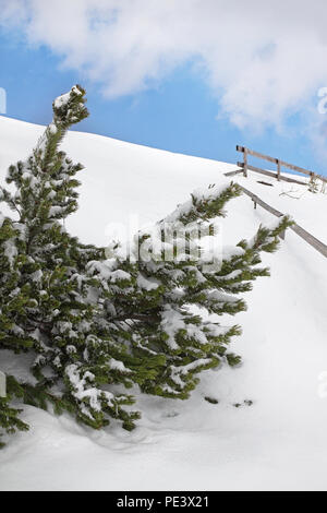 Fir Tree Branch im Winter Stockfoto