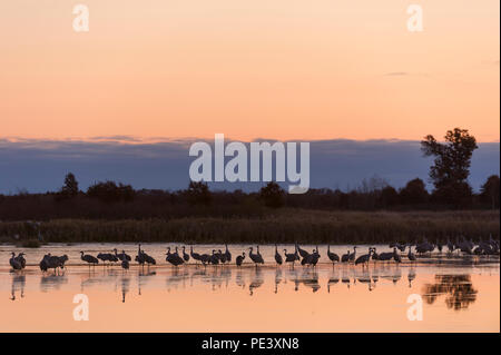 Kanadakraniche roosting, Sunrise (Antigone canadensis, ehemals Grus canadensis), Crex wiesen Wildlife Management Area, WI, USA, von Dominique Braud/ Stockfoto