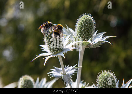 Bienen auf Eryngium Stockfoto