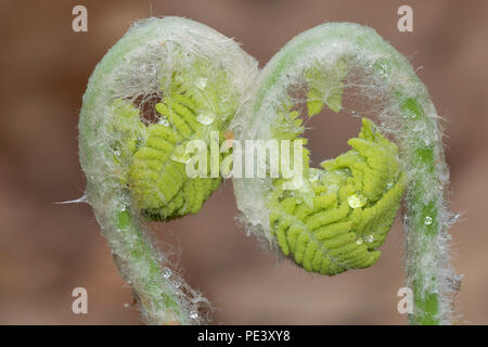 Zimt Farn (Osmundastrum cinnamomeum) fiddlehead entfaltet, Mai, E NA, von Dominique Braud/Dembinsky Foto Assoc Stockfoto