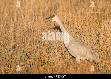 Sandhügelkran (Antigone canadensis, vormals Grus canadensis) Herbstzug, WI, USA. Von Dominique Braud/Dembinsky Photo Assoc Stockfoto