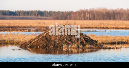 Beaver Lodge (Castor candensis) bei Sonnenuntergang. Crex wiesen Wildlife Management Area, Ende April, WI, USA, von Dominique Braud/Dembinsky Foto Assoc Stockfoto