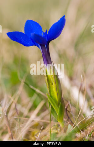 Seitenansicht natürlichen blauen Feder Enzian (Gentiana verna) Blüte Stockfoto