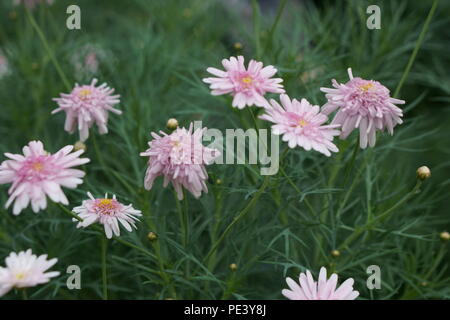 Rosa Gänseblümchen wie Blume - Rosa Gerbera Stockfoto