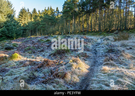 Frosty Weg durch Asphalt Holz, Aberdeenshire. Stockfoto