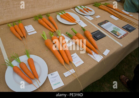 Preisgekrönte Karotten zum RHS Tatton Park flower show Cheshire England UK ausgestellt Stockfoto