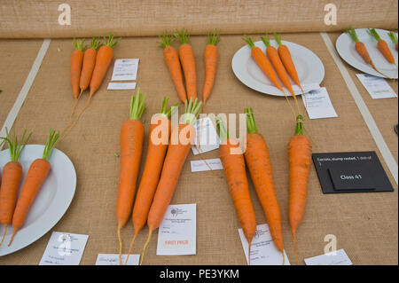 Preisgekrönte Karotten zum RHS Tatton Park flower show Cheshire England UK ausgestellt Stockfoto
