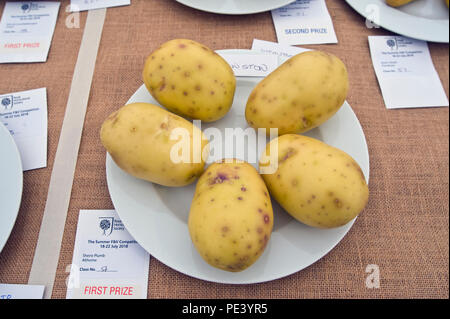 Preisgekrönte Kartoffeln bei RHS Tatton Park flower show Cheshire England UK ausgestellt Stockfoto