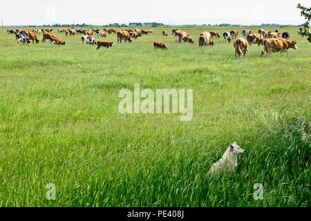 Herde grasende Kühe auf einer Wiese während ein Wachhund im Schatten ausruhen. Stockfoto