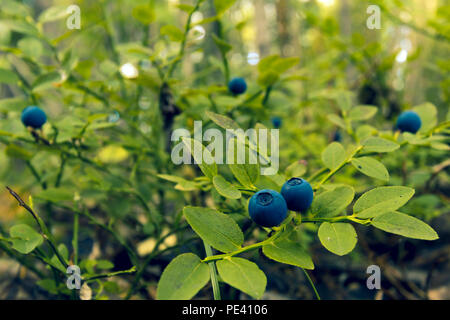 Beeren Heidelbeeren wachsen auf einem Busch mit kleinen grünen Blätter in der Wildnis Stockfoto