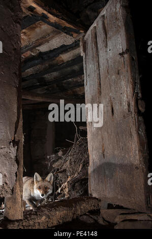 Fox, Vulpes vulpes, in einem verlassenen Haus auf der Suche nach Essen Stockfoto