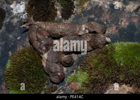 Fox, Vulpes vulpes, Exkremente, Spuren und Abdrücke Stockfoto