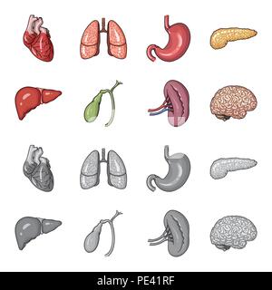 Leber, Gallenblase, Nieren, Gehirn. Menschliche Organe set Sammlung Icons im Cartoon, Schwarzweiß-Stil vektor Symbol lieferbar Abbildung. Stock Vektor