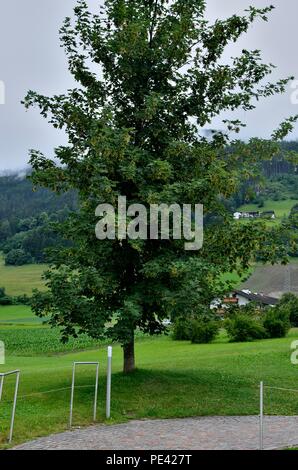 Rückansicht des Swarovski Crystal Worlds Park Kunstmuseums und des Einkaufsbereichs. Ein großer Baum in der Nähe gepflasterte Einfahrt des Parks, Wattens, Tirol, Österreich, Europa Stockfoto