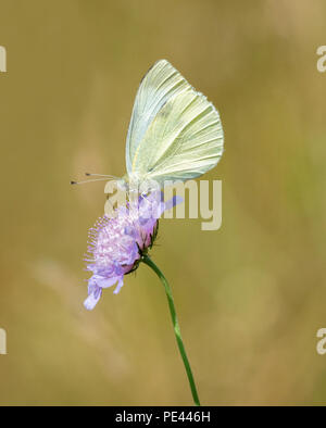 Weibliche großen weißen Schmetterling Pieris brassicae auf Feld-witwenblume Blume mit forewing geschlossen schwarze Flügel zu verstecken, Kennzeichnung Stockfoto