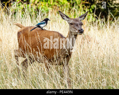 Red deer Hirschkuh mit einer Elster auf dem Rücken, auf der Suche nach Insekten durch die Übergabe der Hirsche gestört - Ashton Court Bristol UK Stockfoto