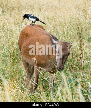 Red deer Hirschkuh mit einer Elster auf dem Rücken, auf der Suche nach Insekten durch die Übergabe der Hirsche gestört - Ashton Court Bristol UK Stockfoto