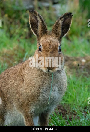 Irische hase Lepus timidus hibernicus eine Unterart der Schneehase essen Gras in einem Feld auf dem Innishnee Halbinsel in Connemara Irland Stockfoto