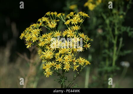 Senecio jacobae Stockfoto