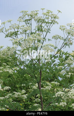 Schierling (Conium maculatum) hinter dem Meer Verteidigung von Rye Bay wächst. Roggen Hafen Naturschutzgebiet, Roggen, Sussex, UK. Stockfoto