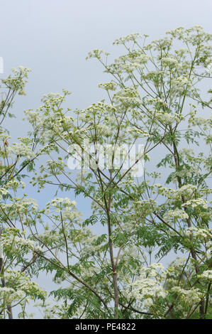 Schierling (Conium maculatum) hinter dem Meer Verteidigung von Rye Bay wächst. Roggen Hafen Naturschutzgebiet, Roggen, Sussex, UK. Stockfoto