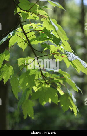 Junge Blätter Hintergrundbeleuchtung im Frühling gemacht, 12.00 Uhr in April, Bergahorn, Acer pseudoplatanus. Stockfoto