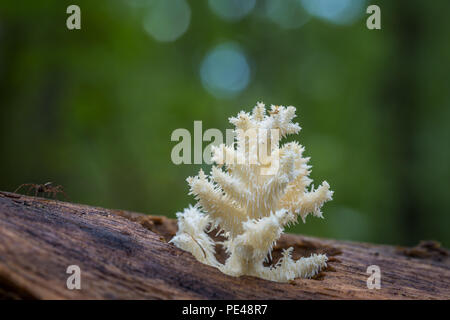 Leckere weiße Speisepilz Hericium Coral Stockfoto