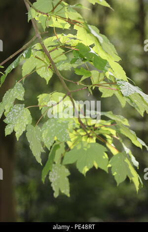 Junge Blätter zurück Licht im Frühjahr aufgenommen, Mittag im April, Sycamore Ahorn, Acer pseudoplatanus. Stockfoto