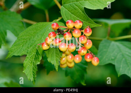 Gefüllte Schneeball - Viburnum opulus Rote und gelbe Beeren und Blätter Stockfoto