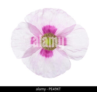 Poppy Flower auf weißem Hintergrund. Schlafmohn (Papaver somniferum) Stockfoto