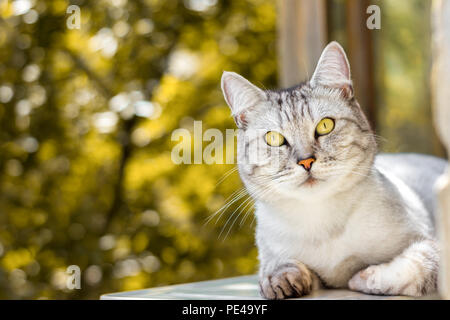 Grau gestreifte Katze portrait liegend auf Herbst gelb verschwommenen Hintergrund Stockfoto