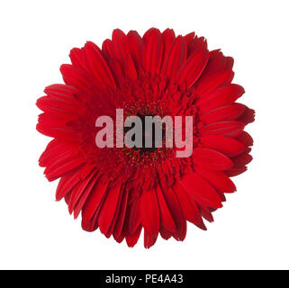 Rote Gerbera Blumen auf weißem Hintergrund. Stockfoto