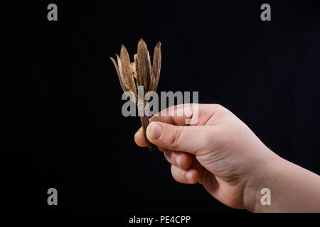 Ein trockenes Blatt im Herbst mal in Hand Stockfoto