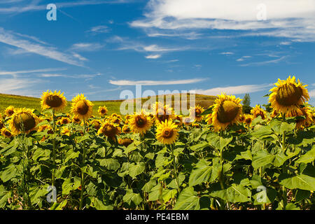 Feld mit Sonnenblumen im August Stockfoto
