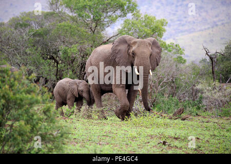 Betriebsprüfungen in Elefant (Loxodonta africana), weiblich mit Jungtier, Mutter, Jungtier, Hluhluwe Umfolozi Nationalpark, Hluhluwe iMfolozi Nationalpark, Stockfoto