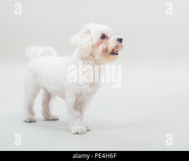 Portrait von Weiblich malteser Hund auf grauem Hintergrund. Stockfoto