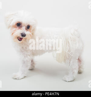 Portrait von Weiblich malteser Hund auf grauem Hintergrund. Stockfoto