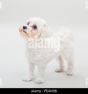 Portrait von Weiblich malteser Hund auf grauem Hintergrund. Stockfoto