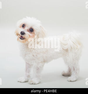 Portrait von Weiblich malteser Hund auf grauem Hintergrund. Stockfoto